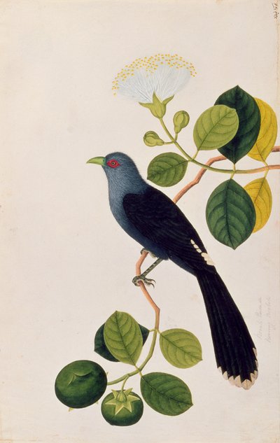 Booah Piedada, Boorong Boobote, from Drawings of Birds from Malacca, c.1805-18 by Chinese School
